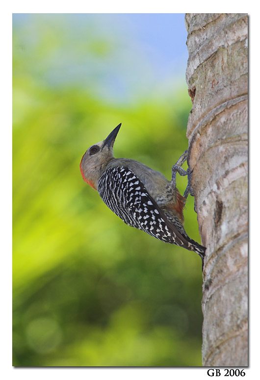 RED-CROWNED WOODPECKER